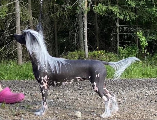 Pideraq´s Miss Mayonnaise, Meisi
