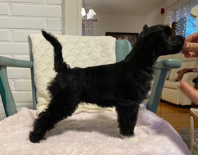 Finhani Castaway Diva 6vk, Diara